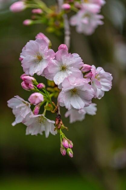 Foto aproximada de flores de cerejeira na primavera