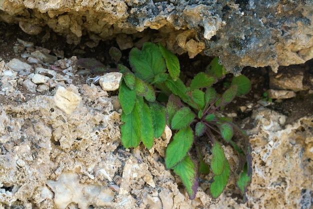 Foto aproximada de flores silvestres crescendo em uma montanha rochosa