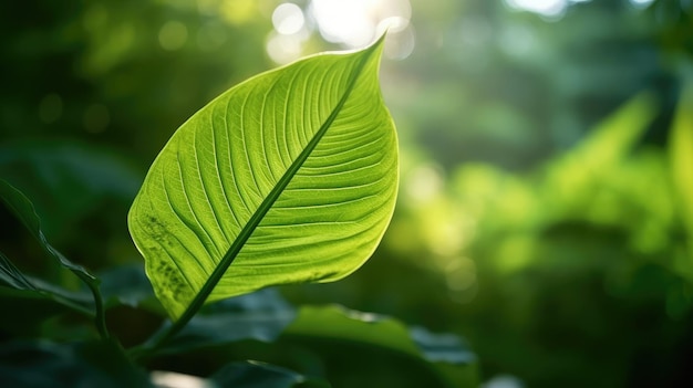 Foto aproximada de folhas verdes de árvores