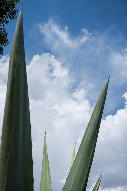 Foto aproximada de maguey verde sob um céu azul