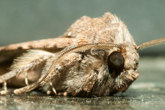 Foto aproximada de mariposa marrom de inseto noturno