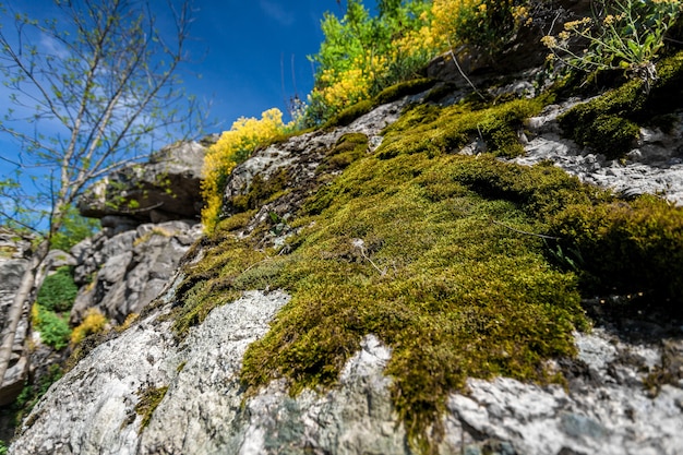 Foto aproximada de musgo crescendo na montanha