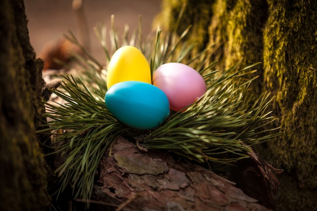 Foto aproximada de ovos de páscoa coloridos no ninho na árvore