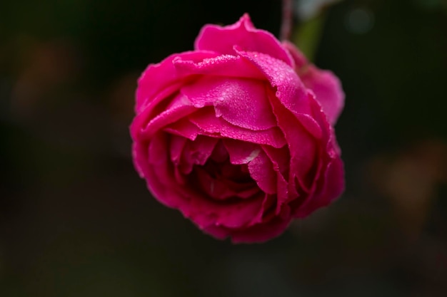 Foto aproximada de rosa roxa em flor