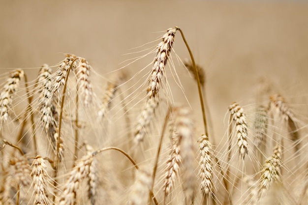 Foto aproximada de trigo