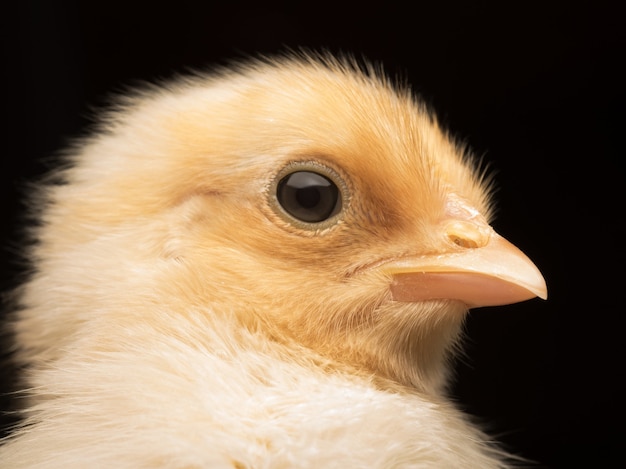 Foto aproximada de um adorável frango bebê isolado