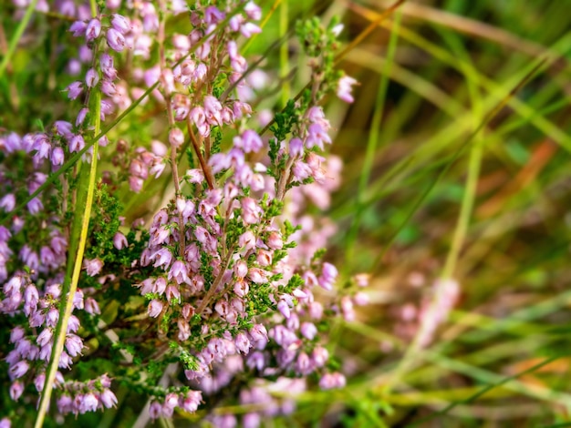 Foto aproximada de um monte de flores de zimbro em um dia ensolarado em um prado