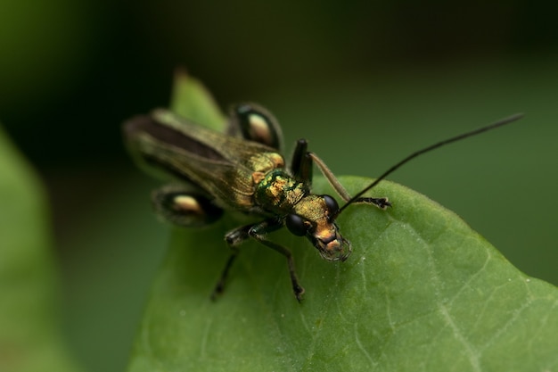 Foto aproximada de um Oedemeridae em uma folha