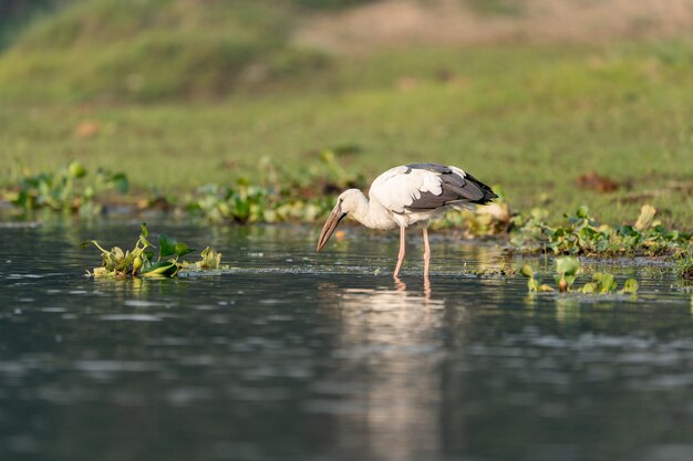 Foto aproximada de um openbill asiático na água