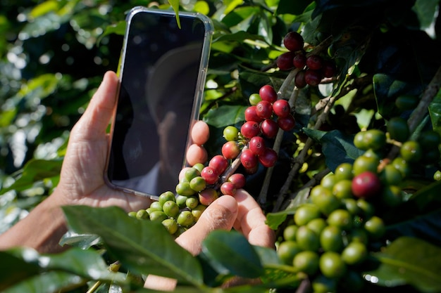 Foto aproximada de um pesquisador de plantas pesquisando grãos de café arábica cultivados em um planalto no norte da Tailândia