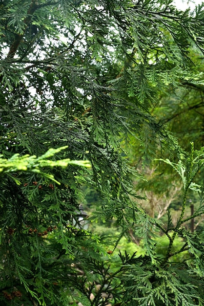 Foto aproximada de uma árvore thuja