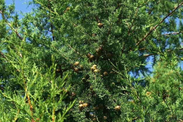 Foto aproximada de uma árvore thuja