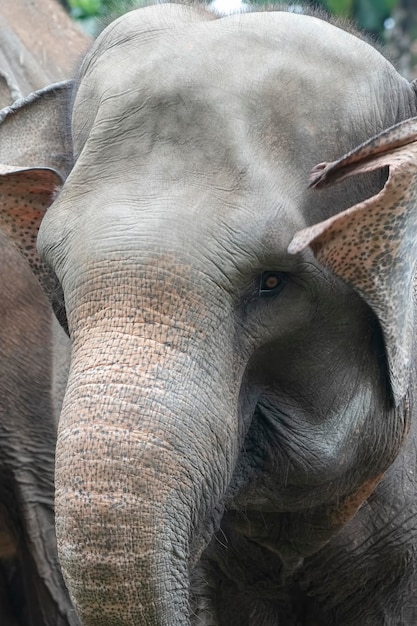 Foto aproximada do elefante de Sumatra