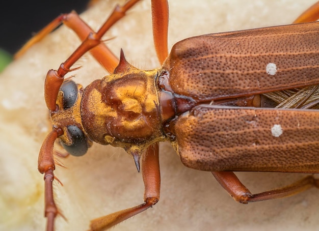 foto aproximada do inseto besouro longhorn