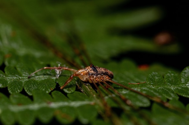 Foto de una araña marrón sobre una hoja