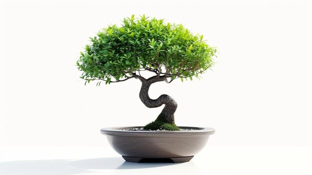 Foto de un árbol de bonsai en una olla en un fondo aislado Una planta de bonsai perfecta generada por la IA