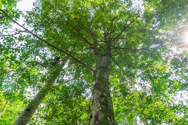 Foto de árbol de clavo verde en el bosque con fondo de cielo azul