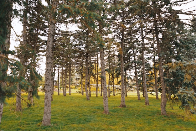 Foto de un árbol conífero en el hermoso parque