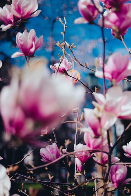 Una foto de un árbol con flores en primer plano.