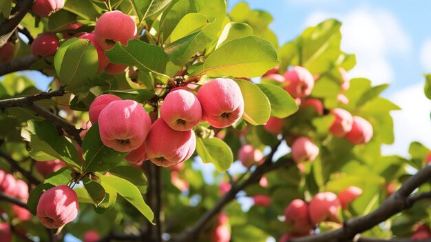 Foto una foto de un árbol de guayaba con frutos rosados