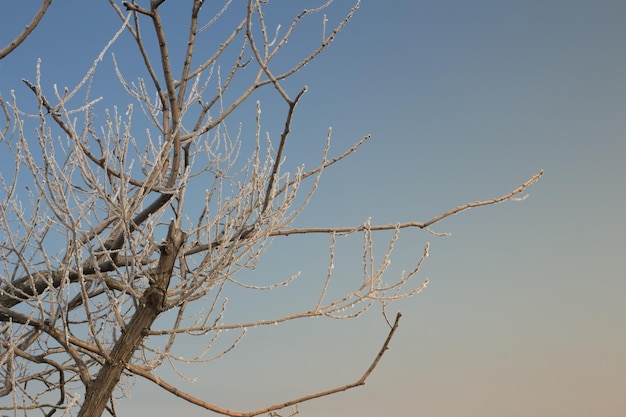 foto de un arbol en invierno