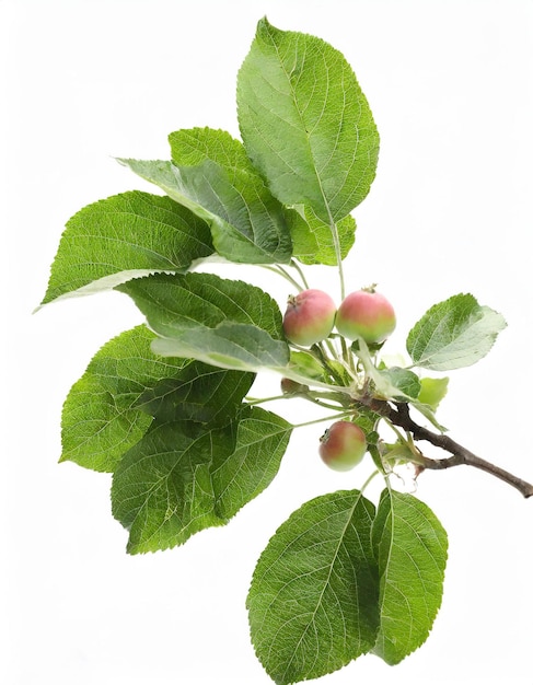 foto de un árbol de manzana sobre un fondo blanco