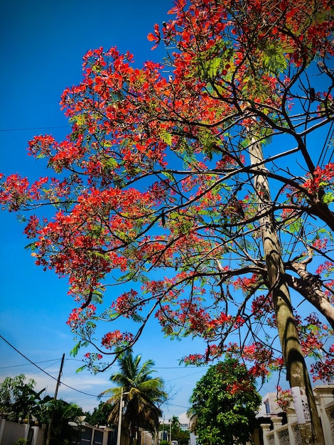 Foto del árbol