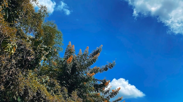 Una foto de árboles con el cielo de fondo.