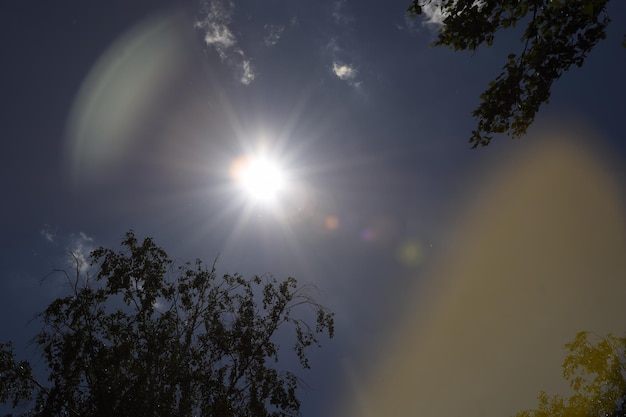 Foto de árboles contra el telón de fondo de un sol brillante