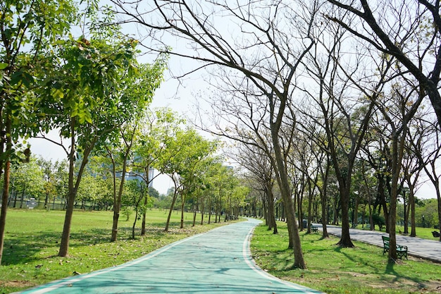 foto de arboles en el parque