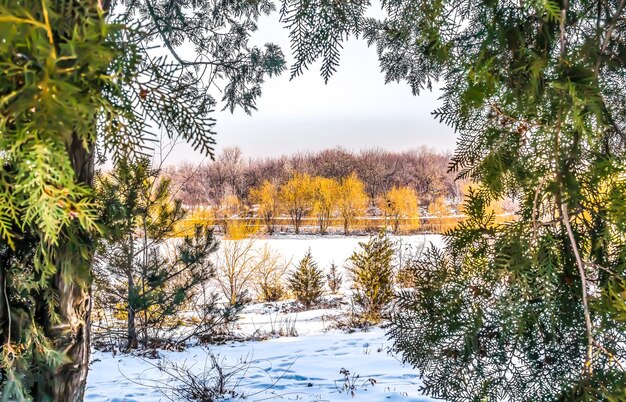 Foto de árboles de sauce en invierno en un parque de la ciudad con ramas de coníferas en primer plano