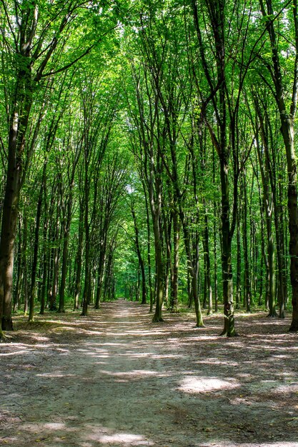 Foto de árboles viejos con camino en un hermoso bosque verde