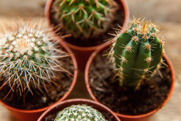 Foto de archivo cactus en macetas en el jardín de flores ...