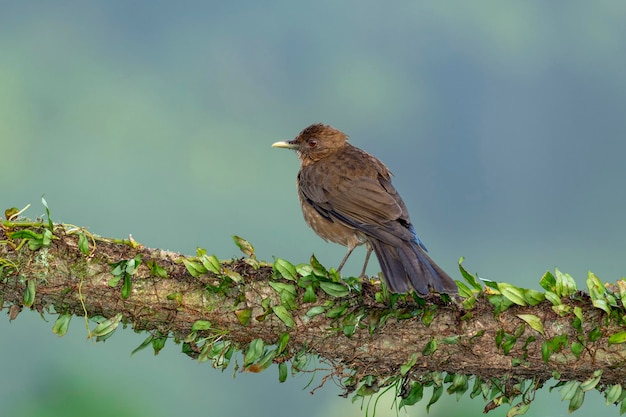 La foto de archivo de Costa Rica de la trucha de color arcilla Turdus grayi