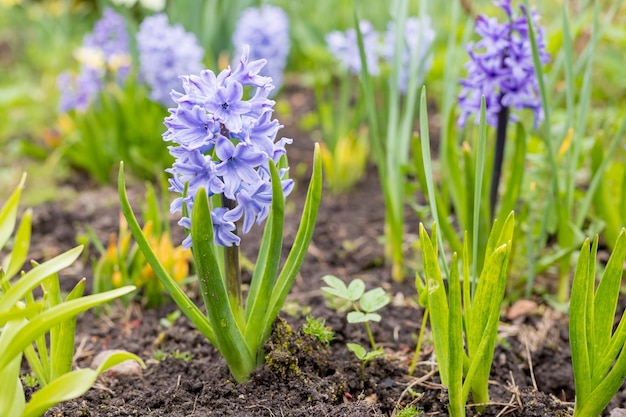 Foto de archivo flores de primavera con jacintos azules grandes flores de primavera...