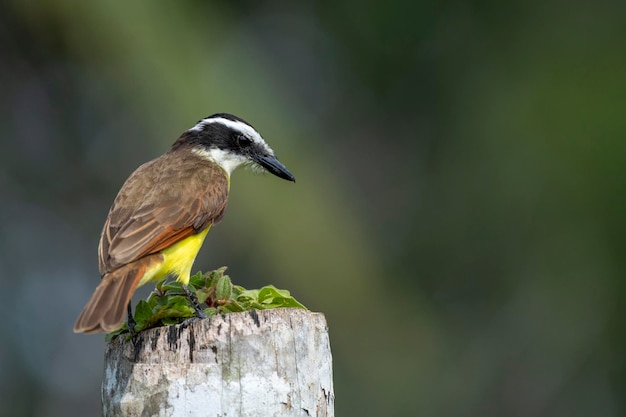 Foto de archivo del gran Kiskadee Pitangus sulphuratus