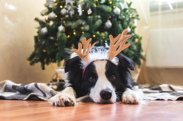 Foto de archivo retrato de un border collie lindo con un disfraz de navidad ...