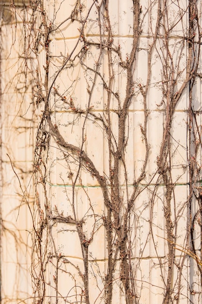 Una foto de archivo rústica y texturizada que muestra una pared de vides secas con patrones intrincados y terrosos