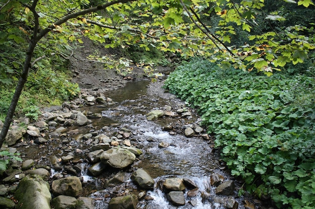 Foto de un arroyo en el primer plano de las montañas