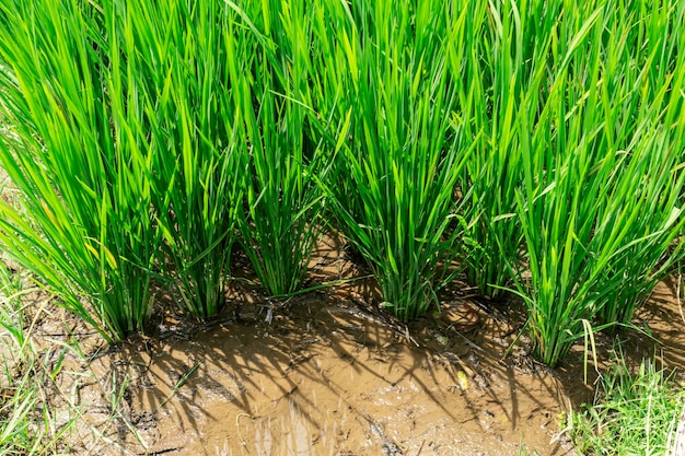 Foto de arroz con un sistema de raíces lleno de agua.