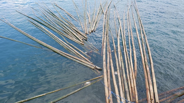 Foto de bambú empapado en el mar