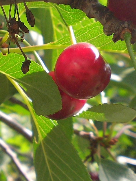 Foto de bayas de cereza en la rama de un árbol en verano