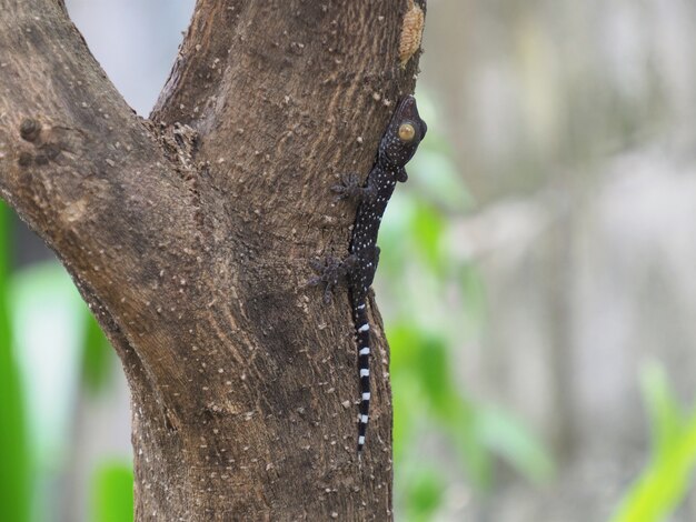 Foto de un bebé gecko encaramado en un árbol