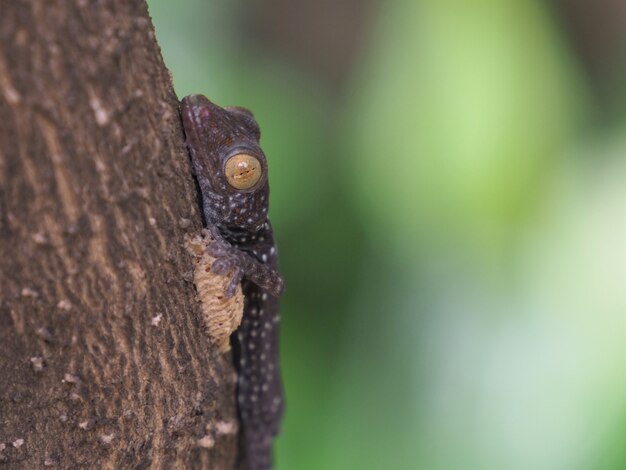 Foto de un bebé gecko encaramado en un árbol