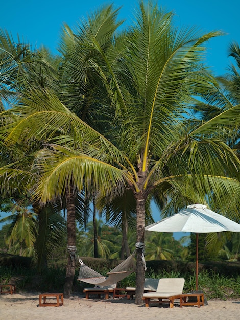 Foto bela paisagem de palmeiras no mar da Índia Goa