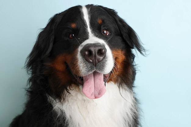 Foto Berner Sennenhund auf einem weichen blauen Hintergrund Studioaufnahme eines Hundes vor einem isolierten Hintergrund