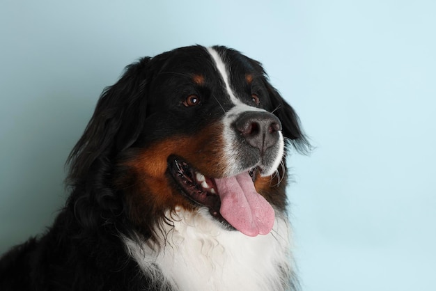 Foto Bernese Mountain Dog em um fundo azul suave