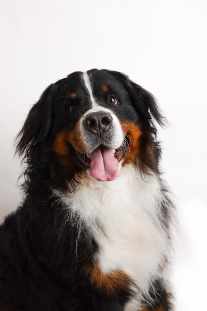 Foto Bernese Mountain Dog em um fundo branco Tiro de estúdio de um cachorro na frente de um fundo isolado