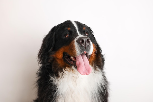 Foto Bernese Mountain Dog em um fundo branco Tiro de estúdio de um cachorro na frente de um fundo isolado