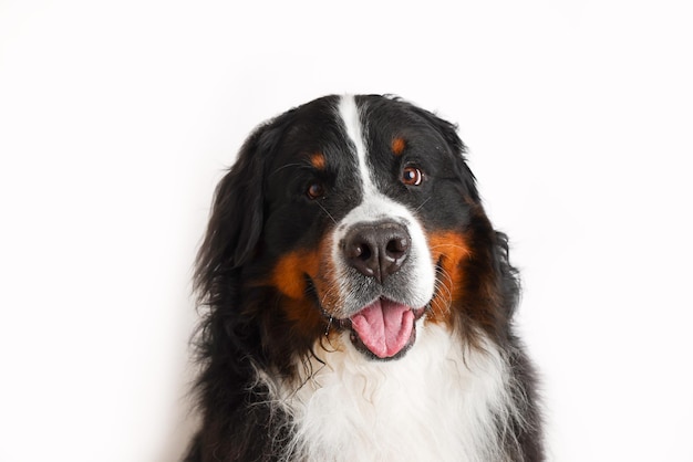 Foto Bernese Mountain Dog em um fundo branco Tiro de estúdio de um cachorro na frente de um fundo isolado